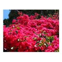 Bougainvillea Field postcards