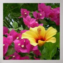Bougainvillea & Hibiscus Poster