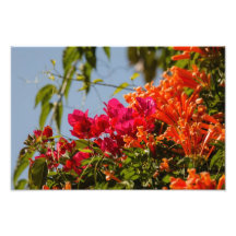 Bougainvillea in Costa Rica Photograph