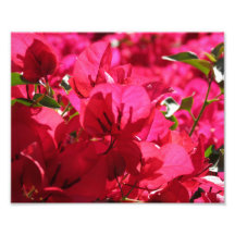 Bougainvillea Photo