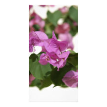 Bougainvillea Photo Greeting Card