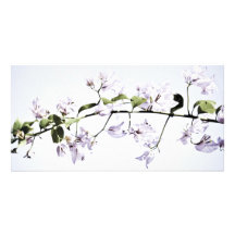 Bougainvillea Picture Card