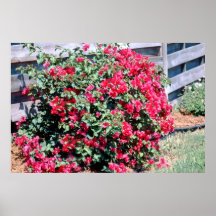 Bougainvillea Print