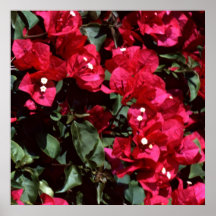Bougainvillea Posters