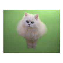 Boule de chaton de duvet carte postale