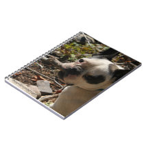 Bouledogue français comique carnet