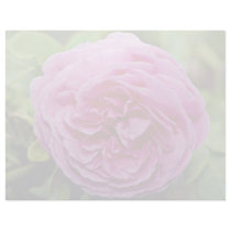 Bourbon Rose 'Louise Odier' White flowers Personalized Letterhead