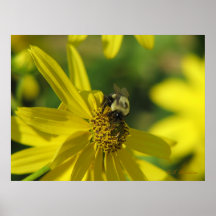 Bourdon sur le tournesol posters