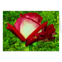 Bourgeon bicolore exagéré de rose cartes de vœux