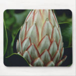 bourgeon blanc des fleurs de cynaroides de Protea Tapis De Souris