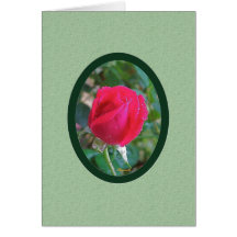 Bourgeon de rose rouge sous la pluie cartes de vœux