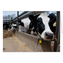 Bovine - One of the Heard Greeting Card