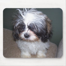 Bowie the Fuzzy Shih Tzu Puppy 2 Mousepad
