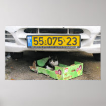 Box Cat 1 Print