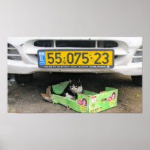 Box Cat 1 Print