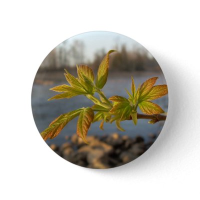 Box Elder leaves in Dawn light by NiftyMorning