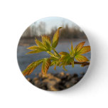 Box Elder leaves in Dawn light buttons