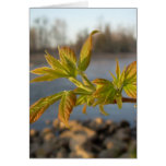 Box Elder leaves in Dawn light