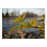 Box Elder leaves in Dawn light