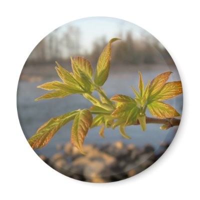Box Elder leaves in Dawn light by NiftyMorning
