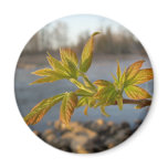 Box Elder leaves in Dawn light magnets