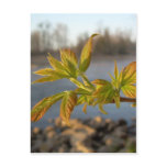 Box Elder leaves in Dawn light