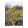 Box Elder leaves in Dawn light