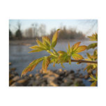 Box Elder leaves in Dawn light