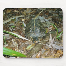 Box Turtle Mouse Pads