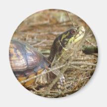 Box Turtle - Neck Out Magnets