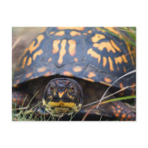Box Turtle Post Cards