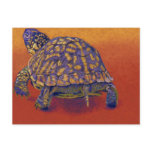 Box Turtle, tortoise Post Card