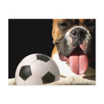 Boxer and Soccer ball postcard