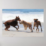 Boxer Doberman - Play Date at the Beach Print