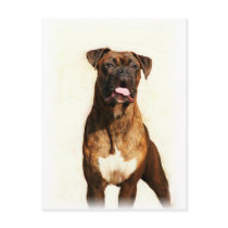 Boxer Dog postcards