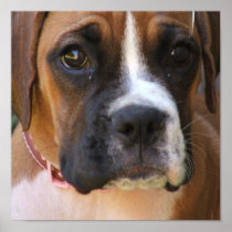 Boxer Dog Print
