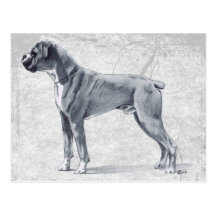 Boxer Dog Standing Postcard