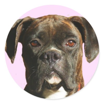 Boxer dog stickers by ritmoboxer