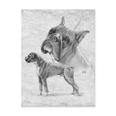 Boxer Dogs Post Card by Felidae52