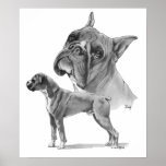 Boxer Dogs