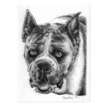 Boxer Drawing Post Card