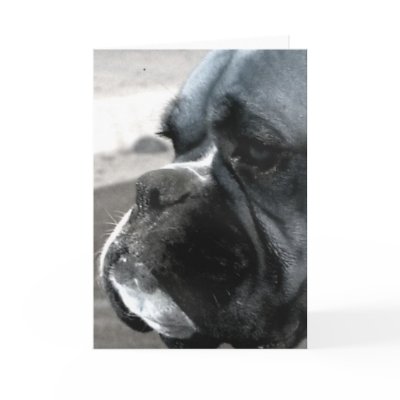 Boxer greeting card by ritmoboxer