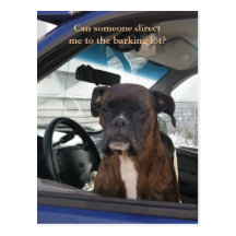 Boxer in the Driver's Seat in Dutch Harbour, AK Postcard