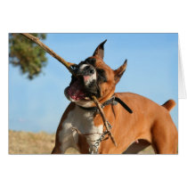 Boxer playing greeting card
