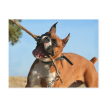 Boxer playing postcard