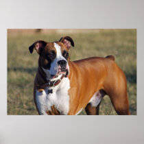 Boxer Poster