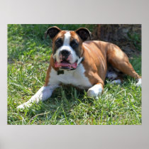 Boxer Poster