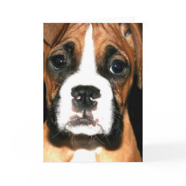 Boxer pup greeting card