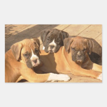 Boxer puppies stickers