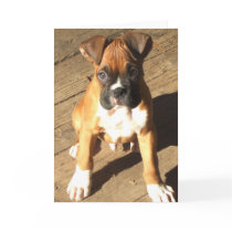 Boxer Puppy greeting card